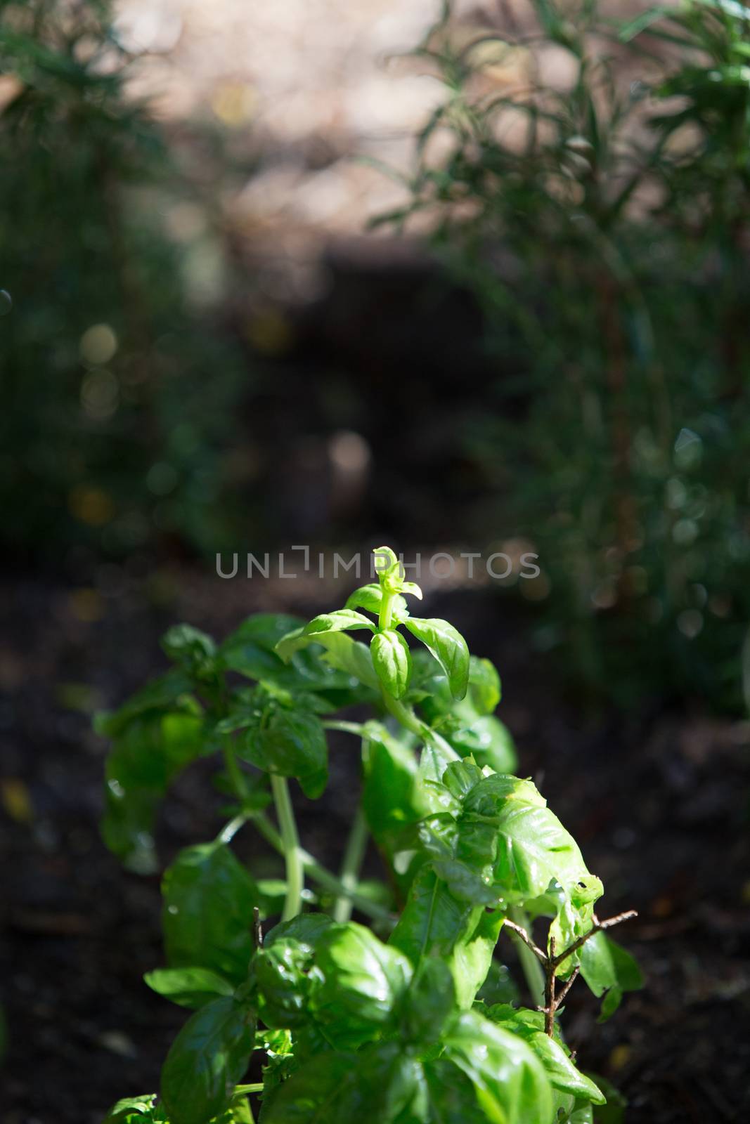 Basil sprout photographed in the morning light in selective focus with dew drops on the leaves