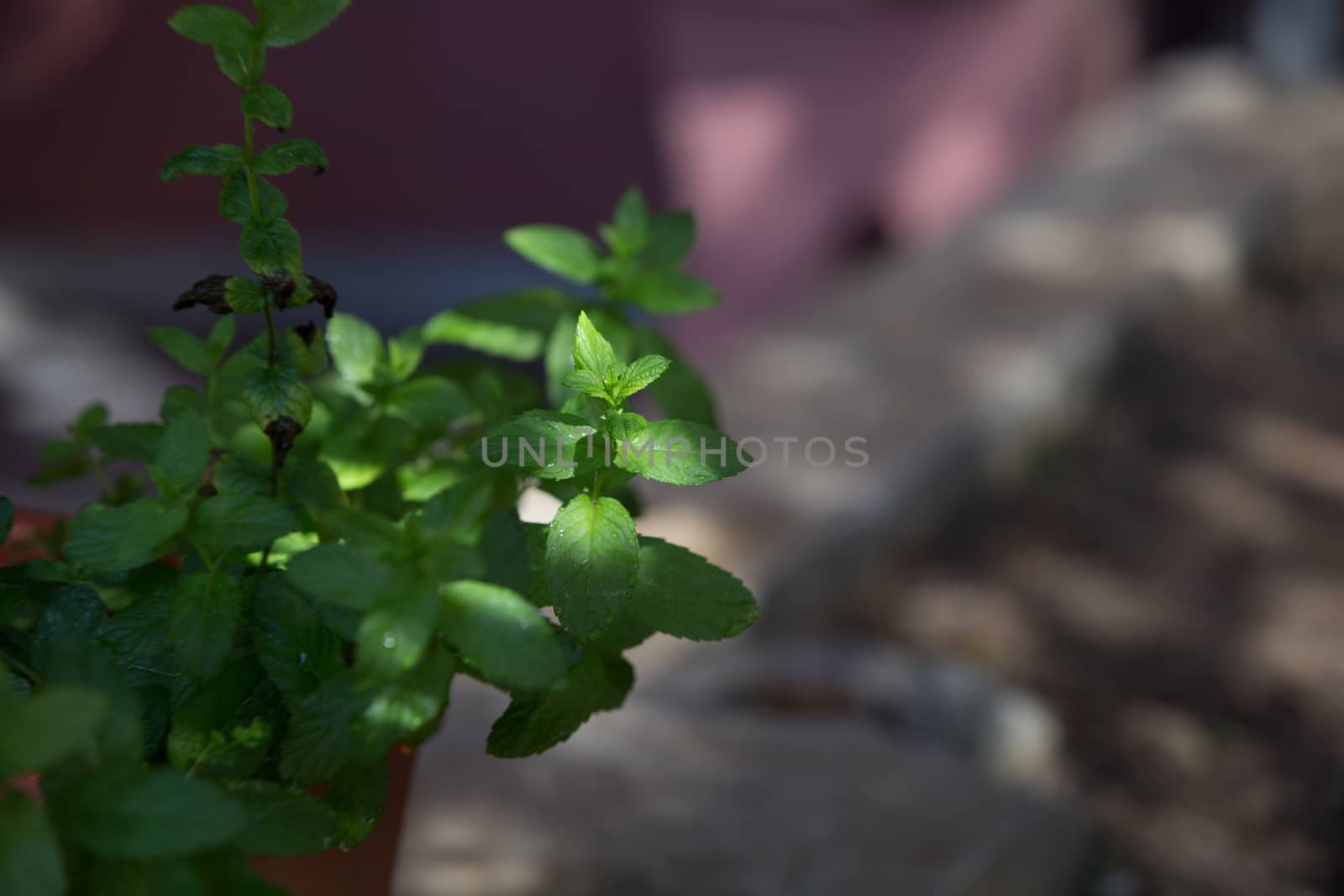 Mint plants photographed in the morning light in selective focus with dew drops on the leaves by robbyfontanesi