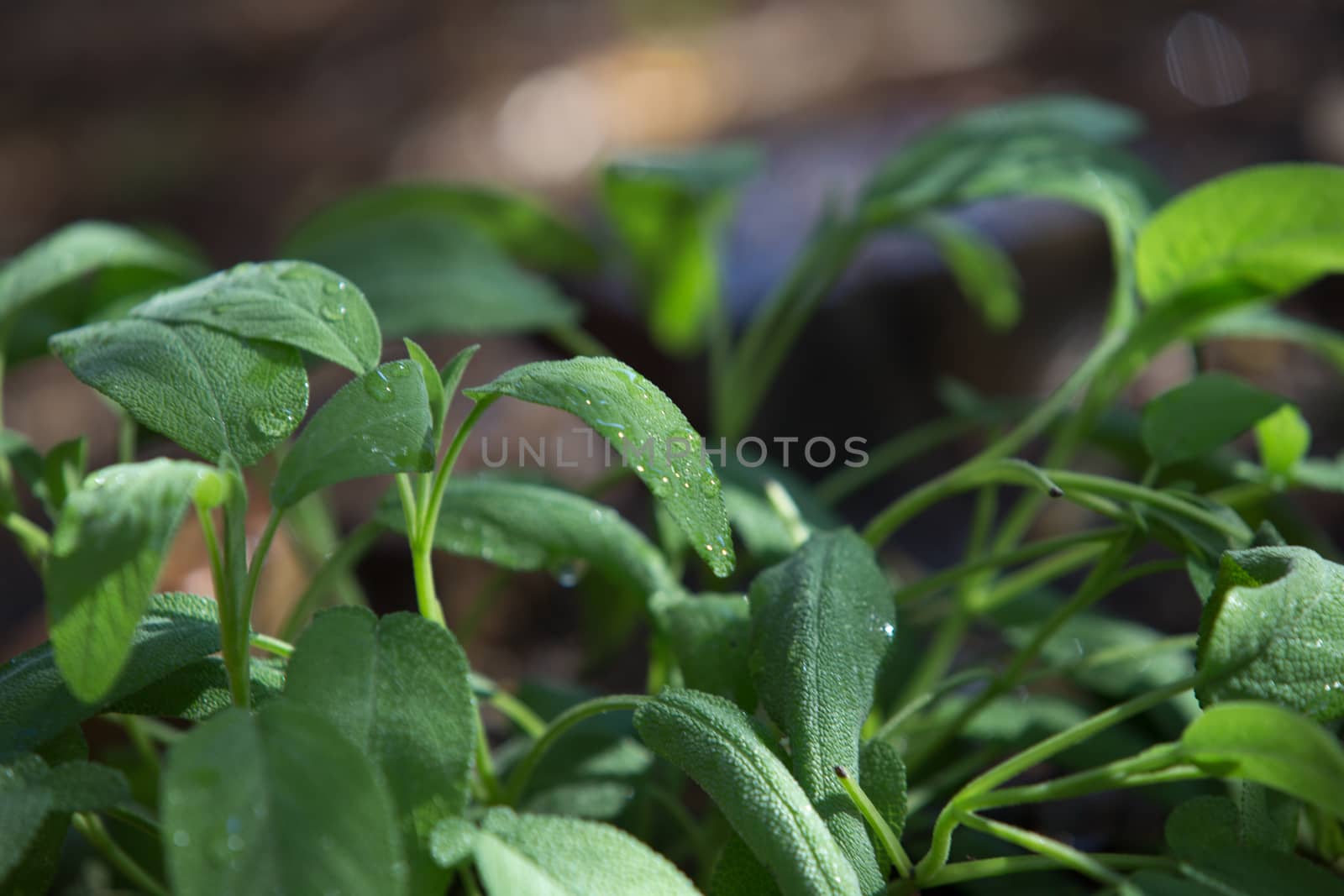 Sage plants photographed in the morning light in selective focus with dew drops on the leaves by robbyfontanesi