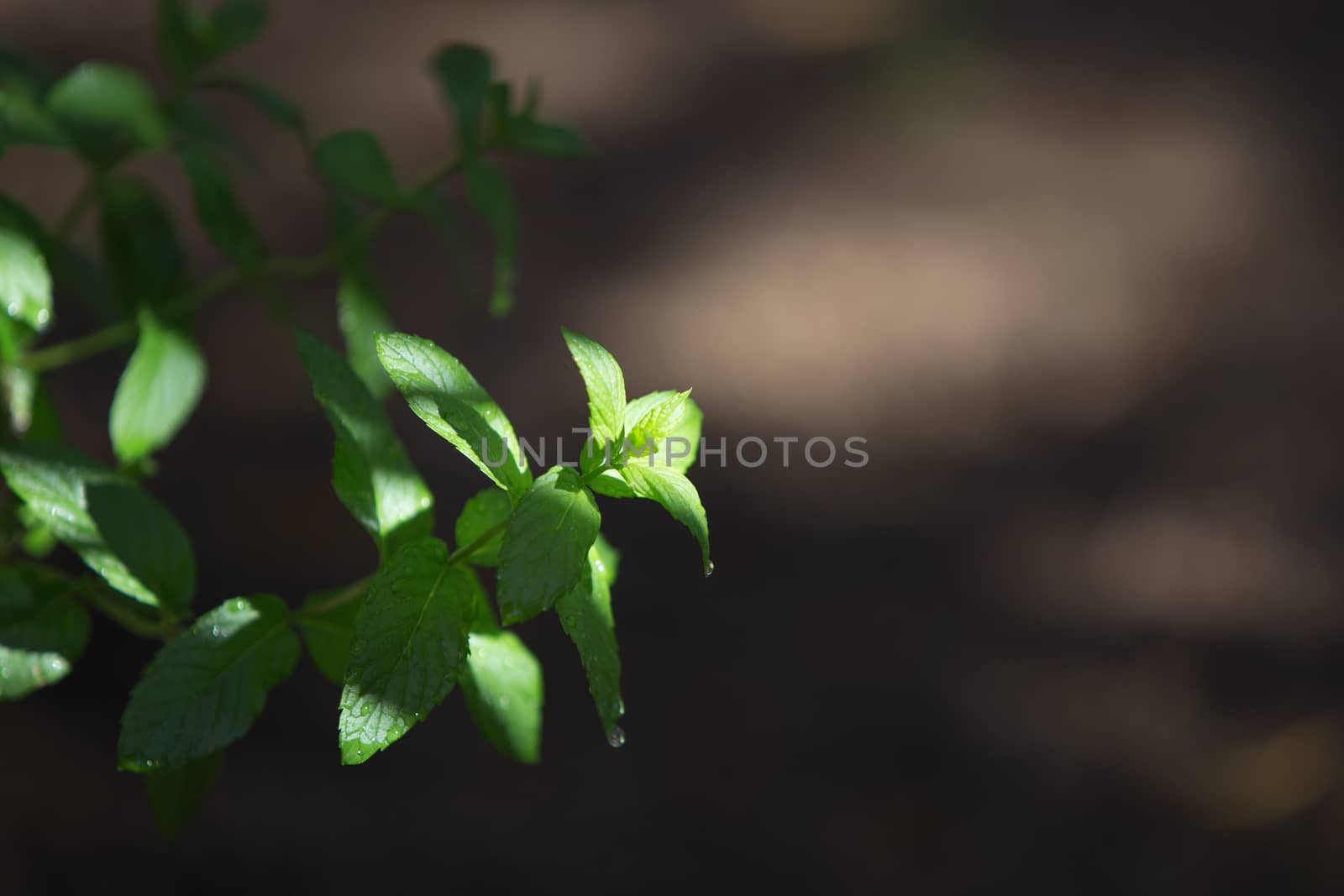 Mint plants photographed in the morning light in selective focus with dew drops on the leaves