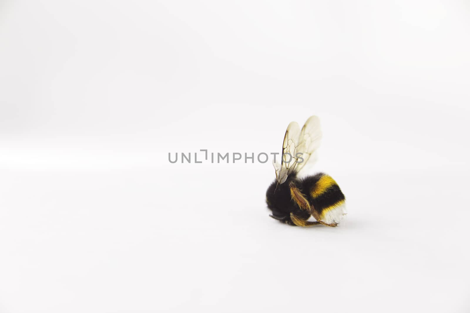 Nature alert concept: close up of isolated bumble bee (Bombus) dead in selective focus on white background