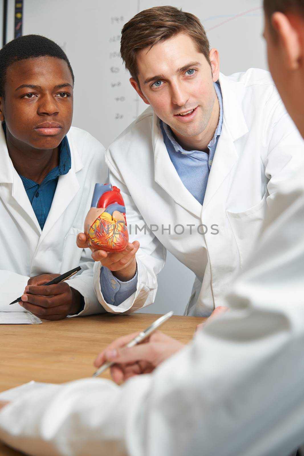 Teacher With Model Heart In Biology Lesson by HWS