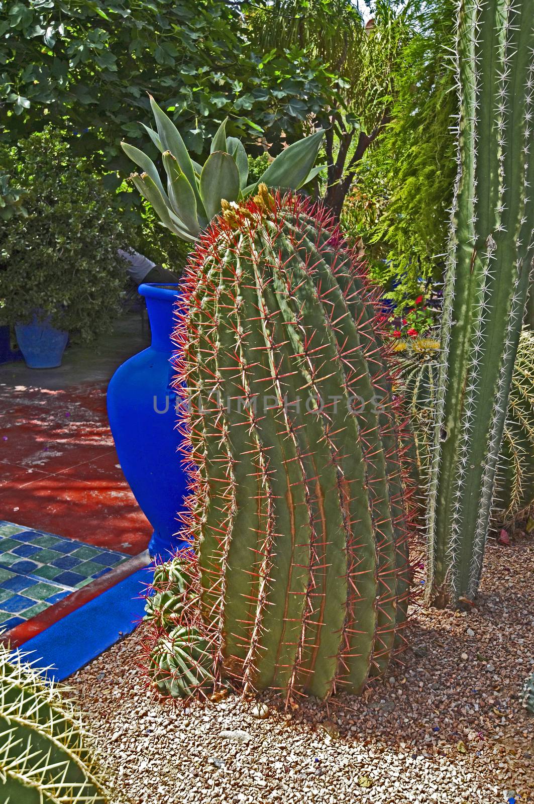 A view of a garden in Marrakech with  large colorful cactus