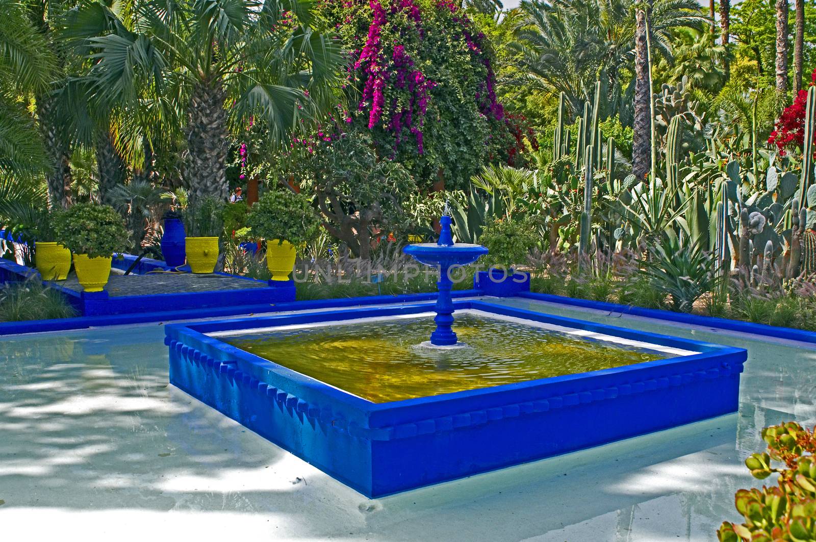 The view of the ornamental pool at the Jardin Majorelle in Marrakech with colourful pottery containers,  palms, cactus, succulents and Bougainvillea