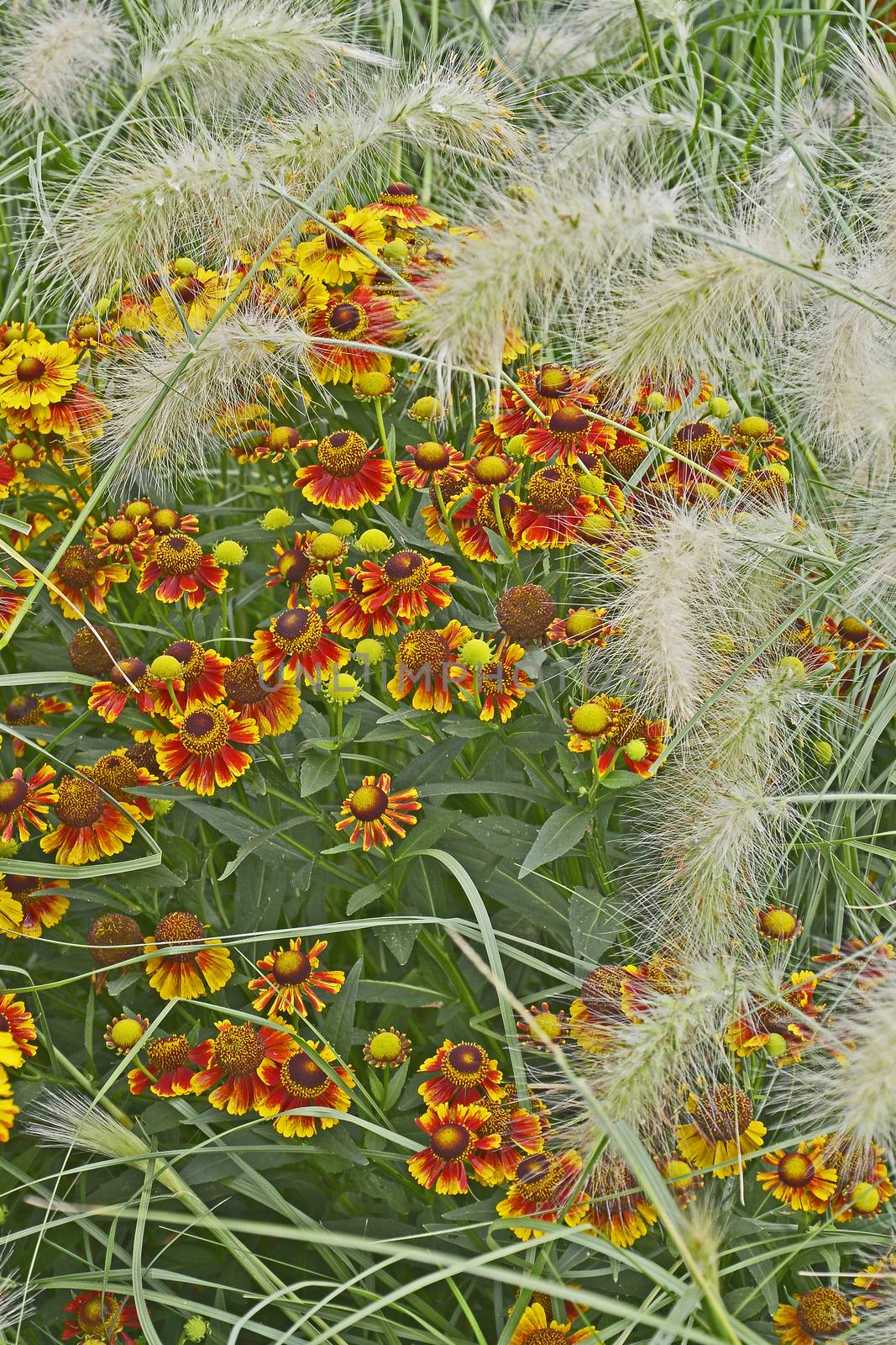 Colourful garden flower border with Heleniums Waldraut and ornamental grass Pennisetum villosum