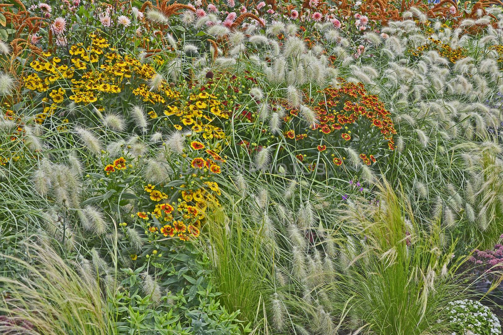 Colourful garden flower border with Heleniums Waldraut and ornamental grass Pennisetum villosum