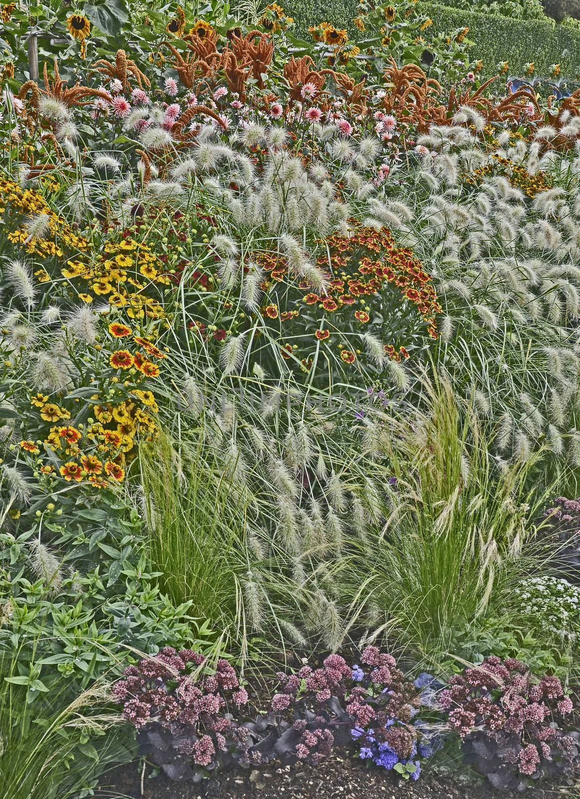 Colourful garden flower border with Heleniums Waldraut and ornamental grass Pennisetum villosum