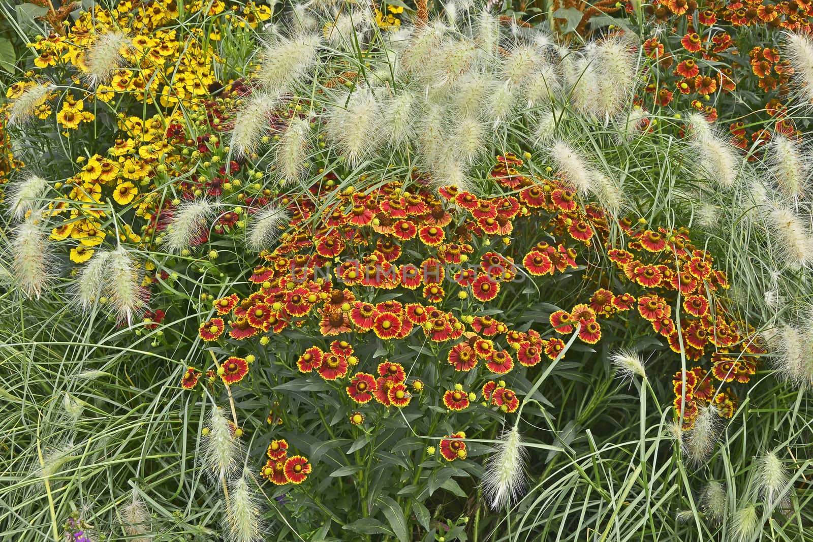 Colourful garden flower border with Heleniums Waldraut and ornamental grass Pennisetum villosum