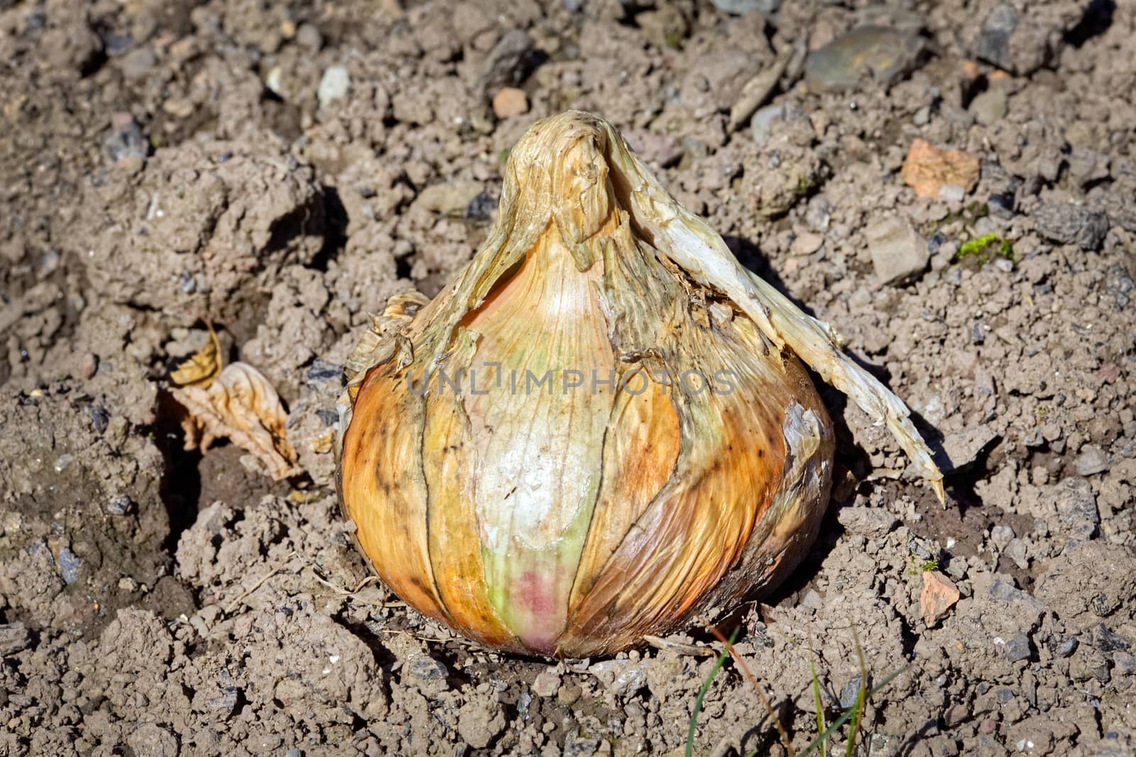 Onion (Allium Cepa) 'Roscoff'  by ant