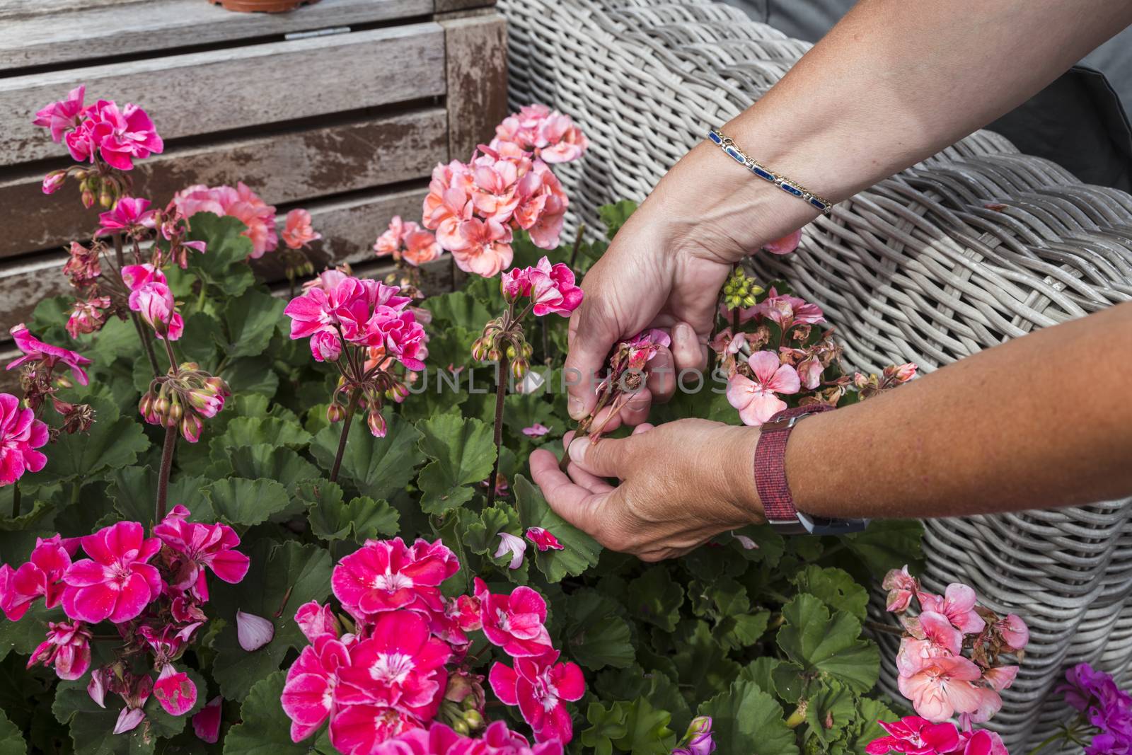 geranium trailing,woman dead heading picking off dead flowers with her hands in a english garden full of flowers