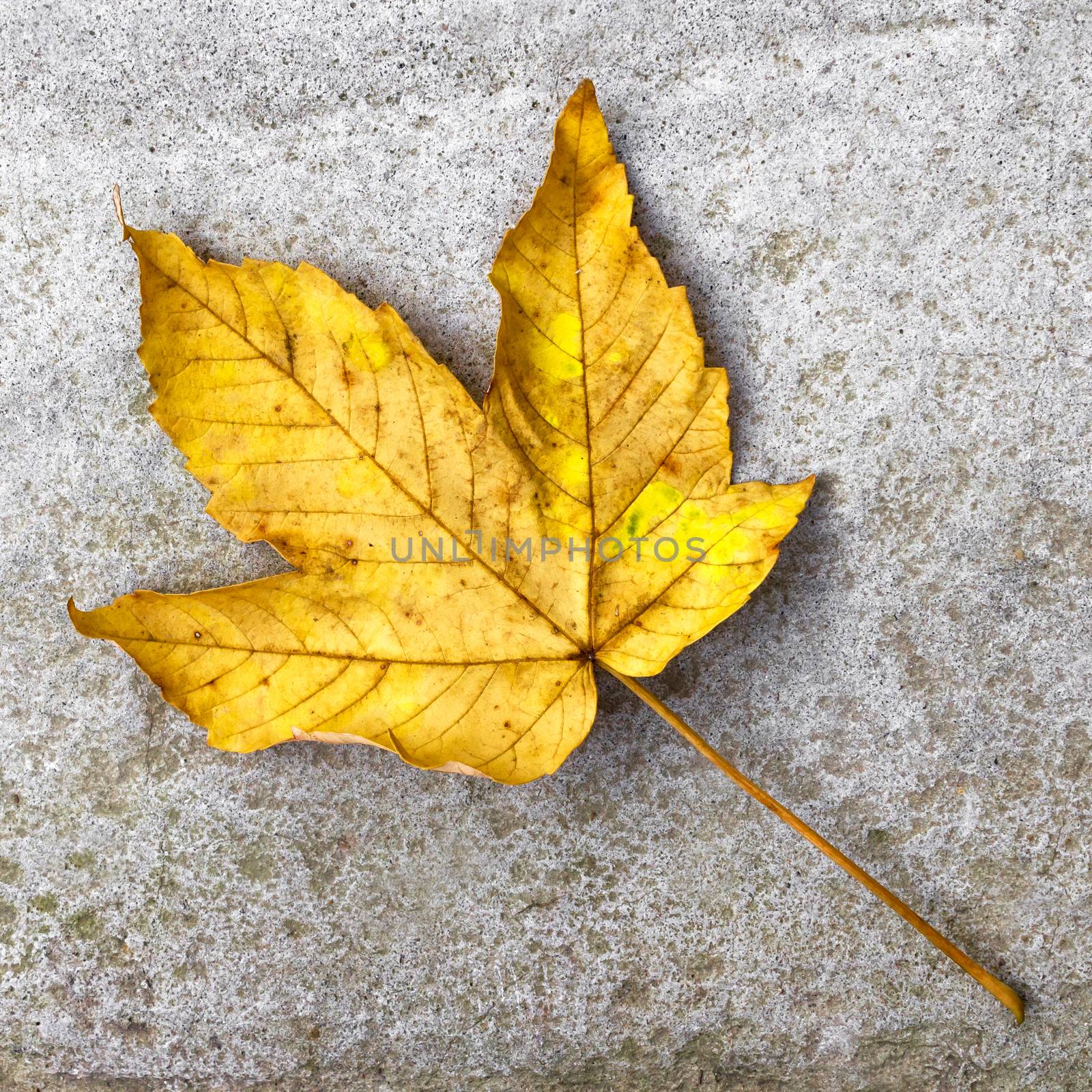 Autumn background with leaf. Yellow leaf on a cement background.