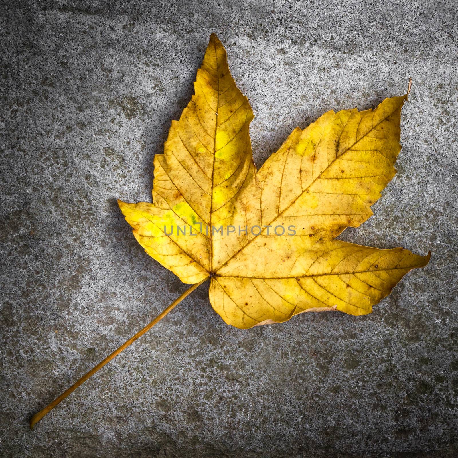 Leaf on the ground by germanopoli