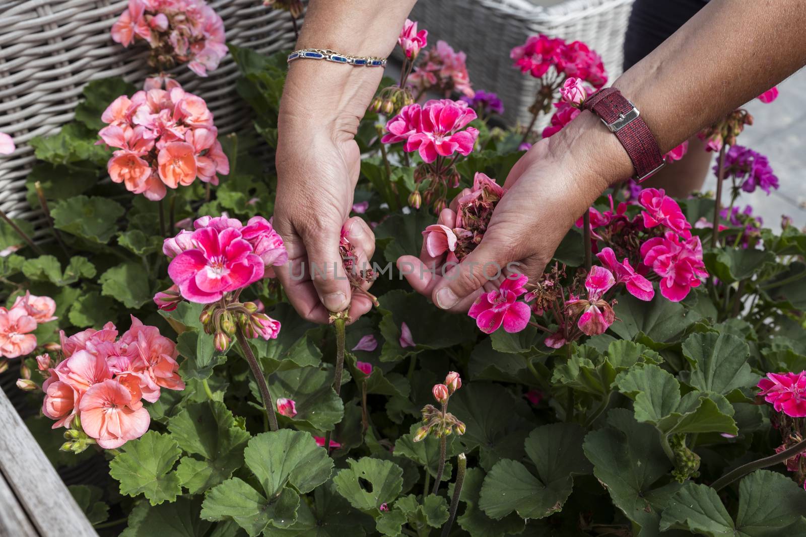 geranium trailing,woman dead heading picking off dead flowers with her hands in a english garden full of flowers