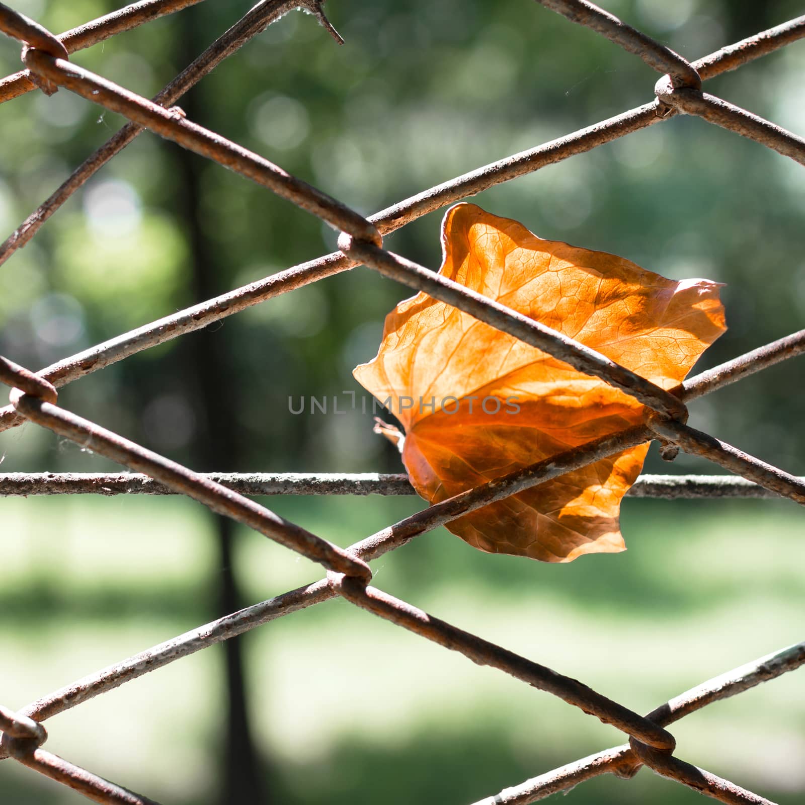 Dead leaf hanging on rusty metal net fence. Fall background.