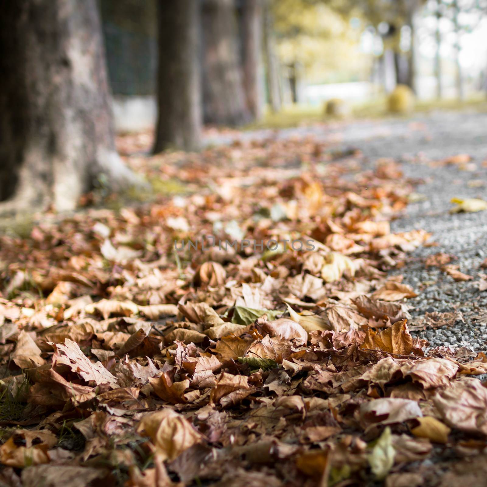 Sentimental view on fallen autumn leaves on the asphalt. Alley with a trees as a background.