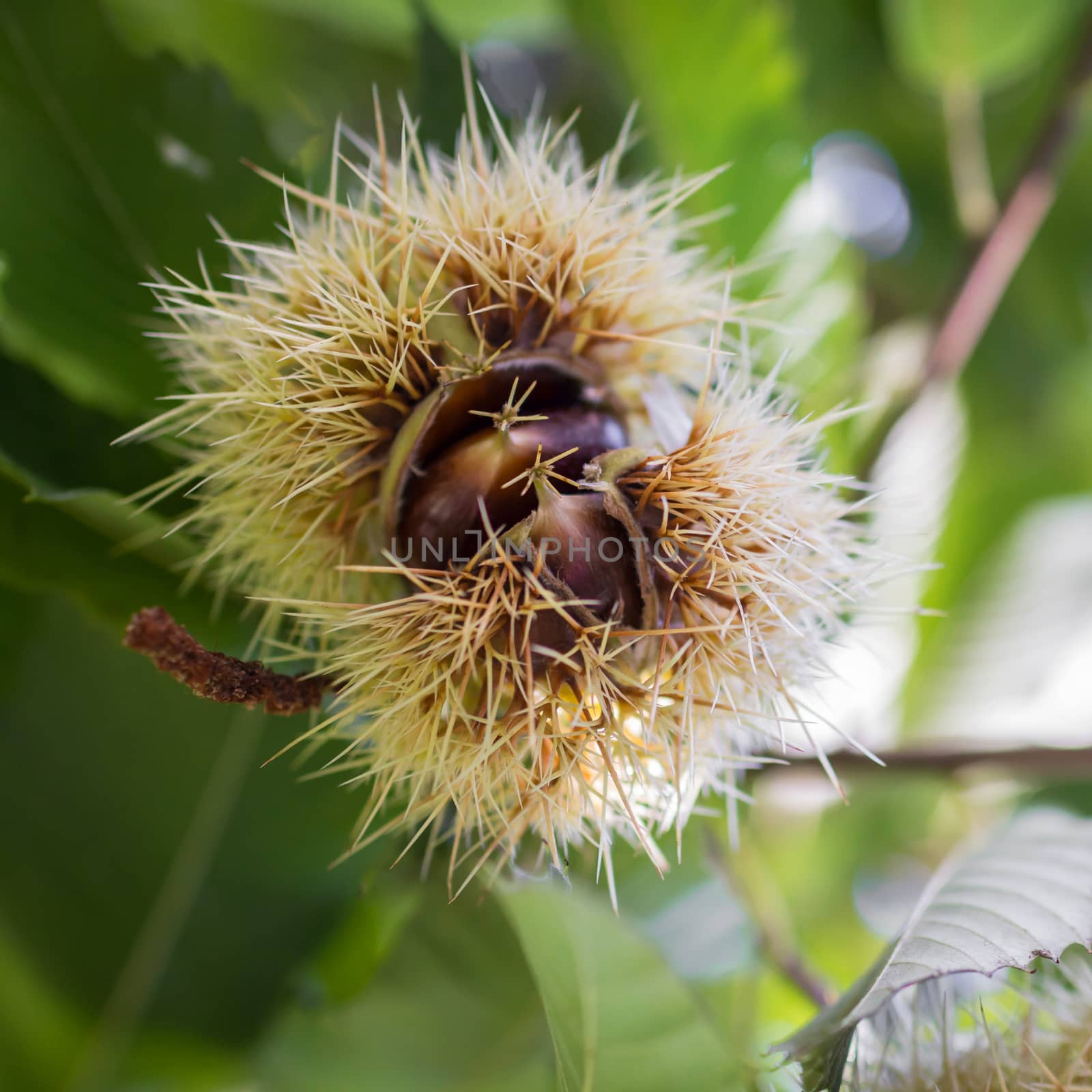 Fresh chestnuts with open husk by germanopoli