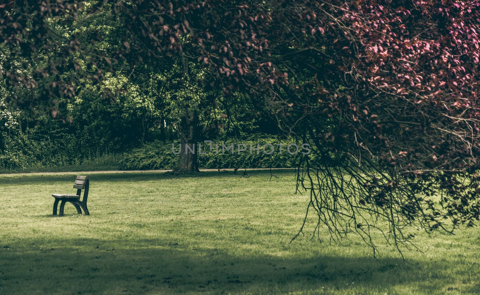 Empty bench in a park on the lawn behind a large tree with dark leaves by geogif