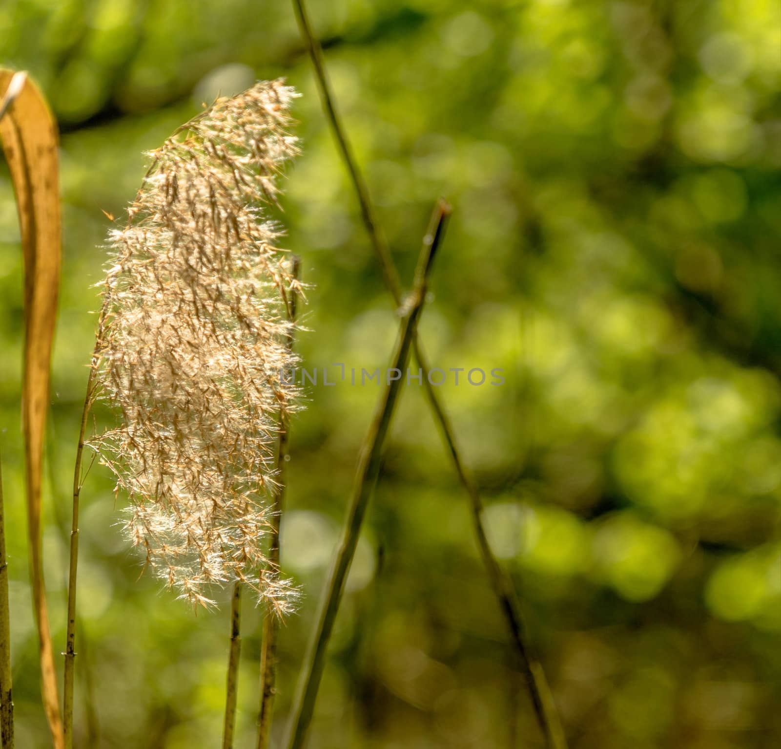 Blooming reed (Phragmites) in bright sunshine against an intentionally blurred green background by geogif