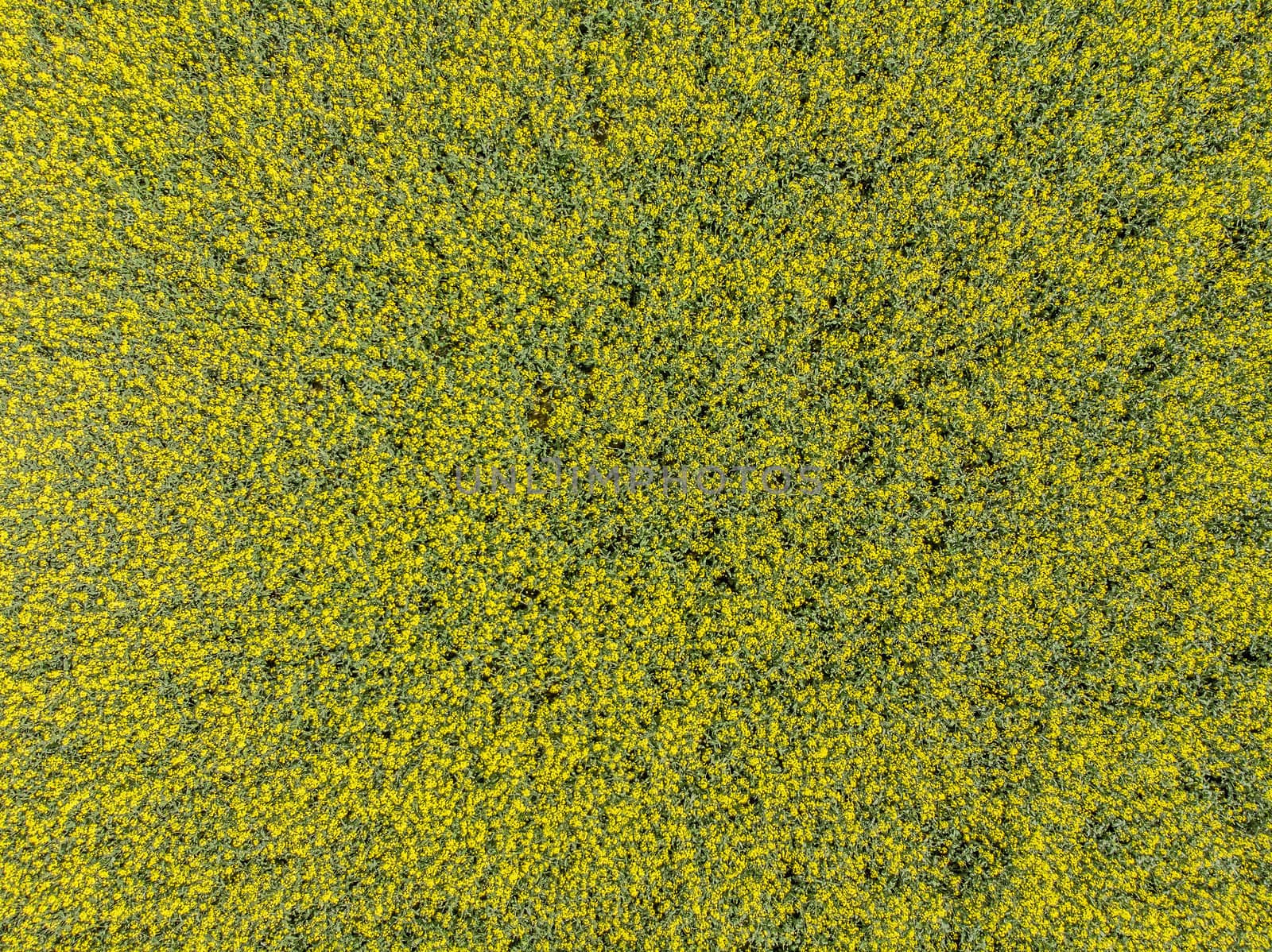 Aerial view of a field with yellow rape in bloom on a field as background, made with drone