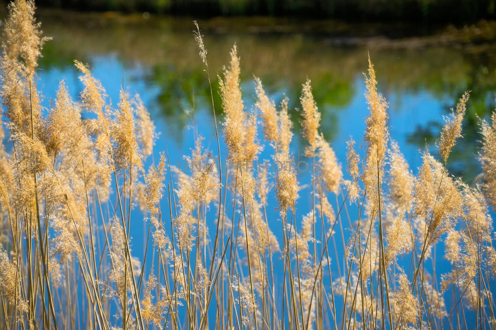 Blooming reed in front of the deliberately blurred pond with the reflection of trees in the water by geogif