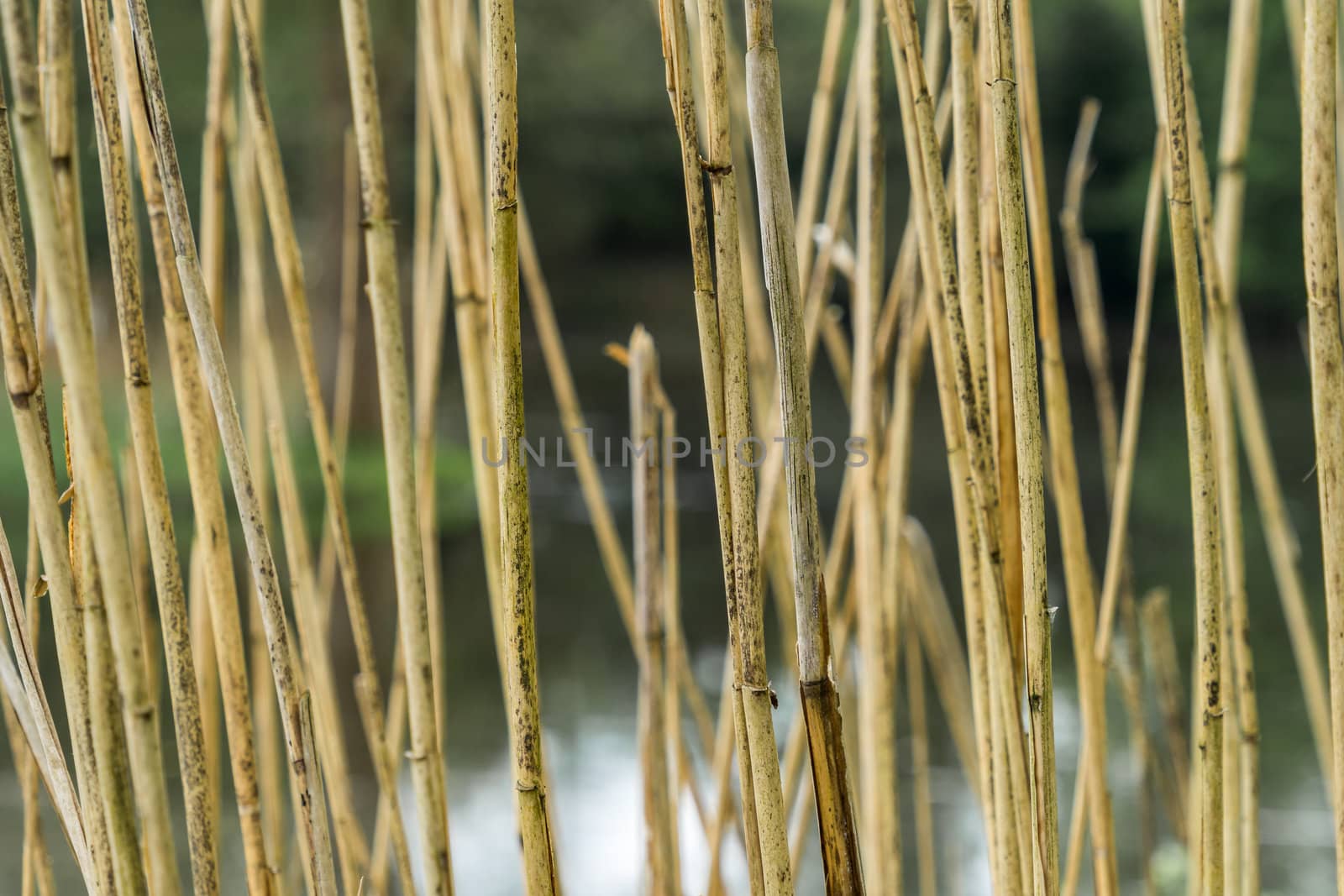 Abstract image with low depth of field of reed stalks at the edge of a stream by geogif