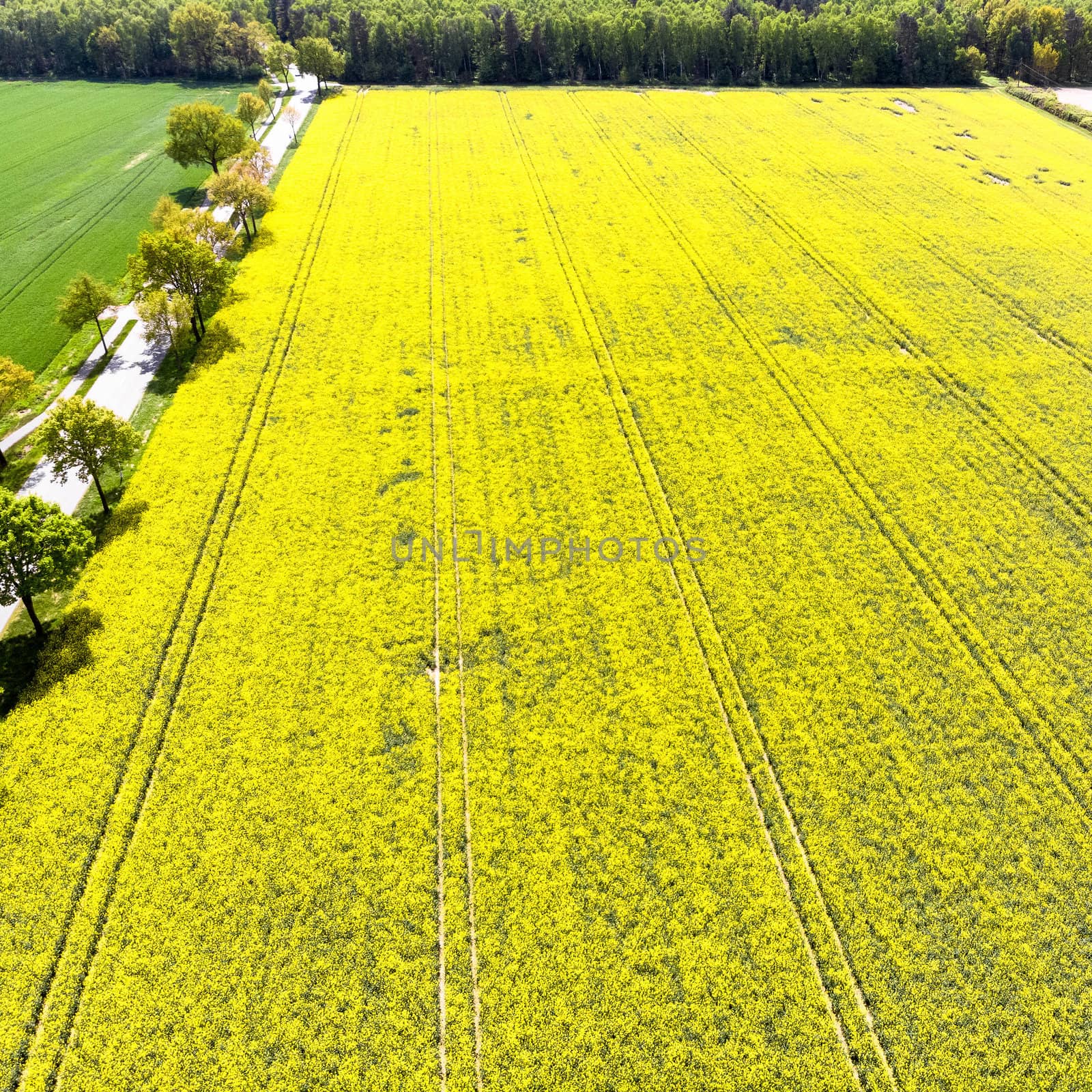 Aerial view of a yellow flowering field with rape next to a street with an avenue with trees, made with drone