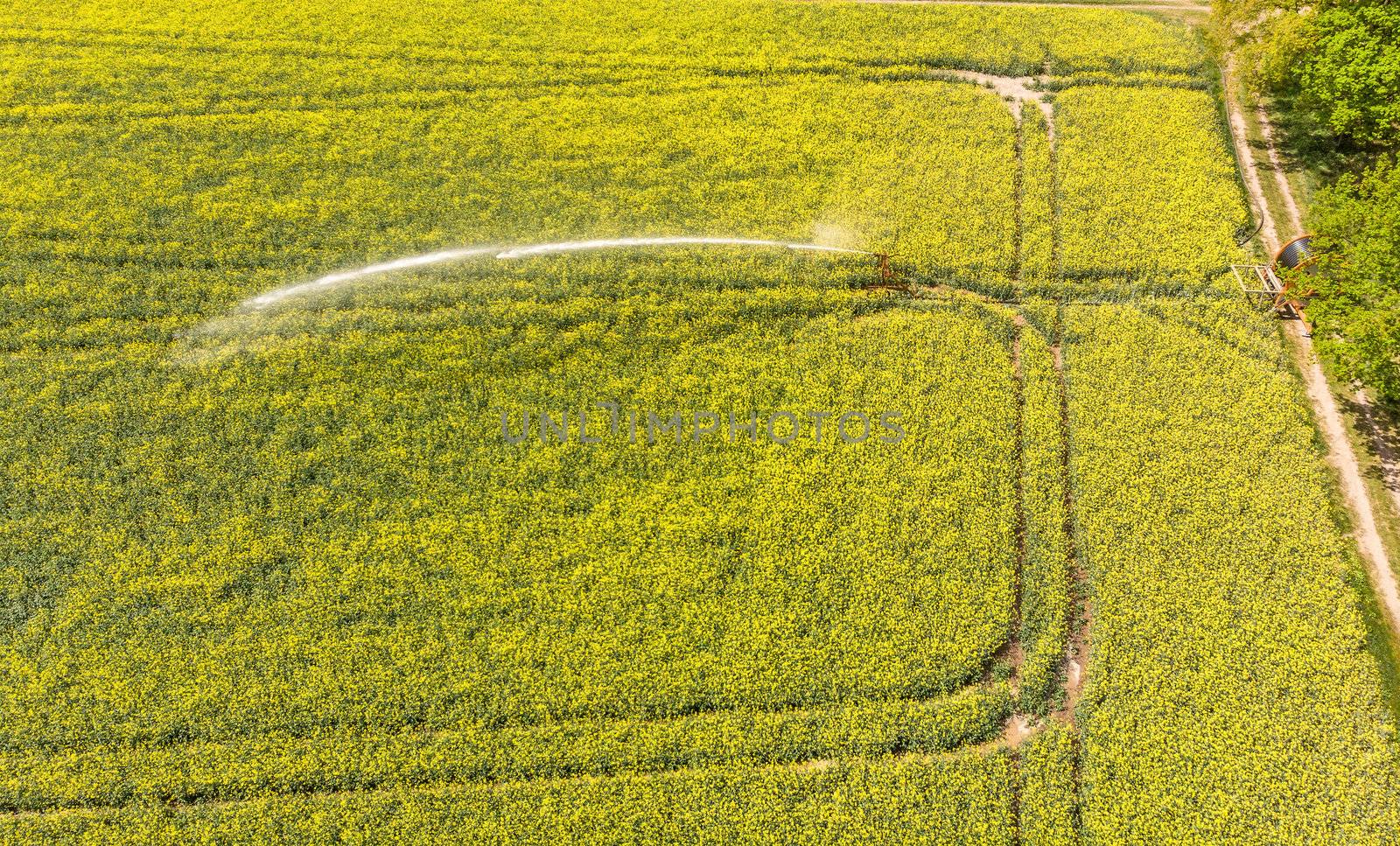 Aerial view of a yellow flowering field with rape and a sprinkler system for irrigation of the field by geogif