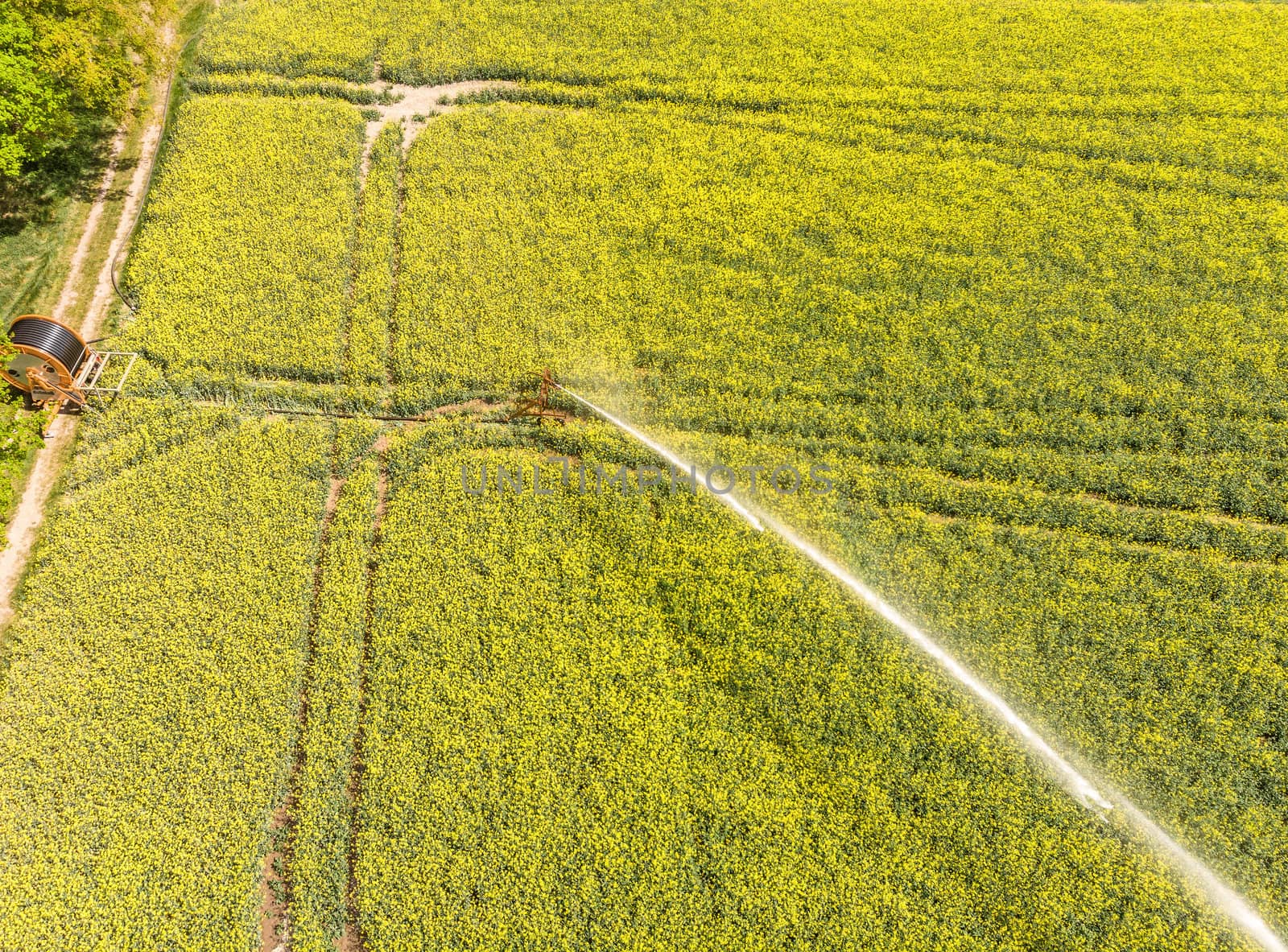 Aerial view from the sprinkler system to supply the plants with water from a blooming field with oilseed rape (Brassica napus) by geogif