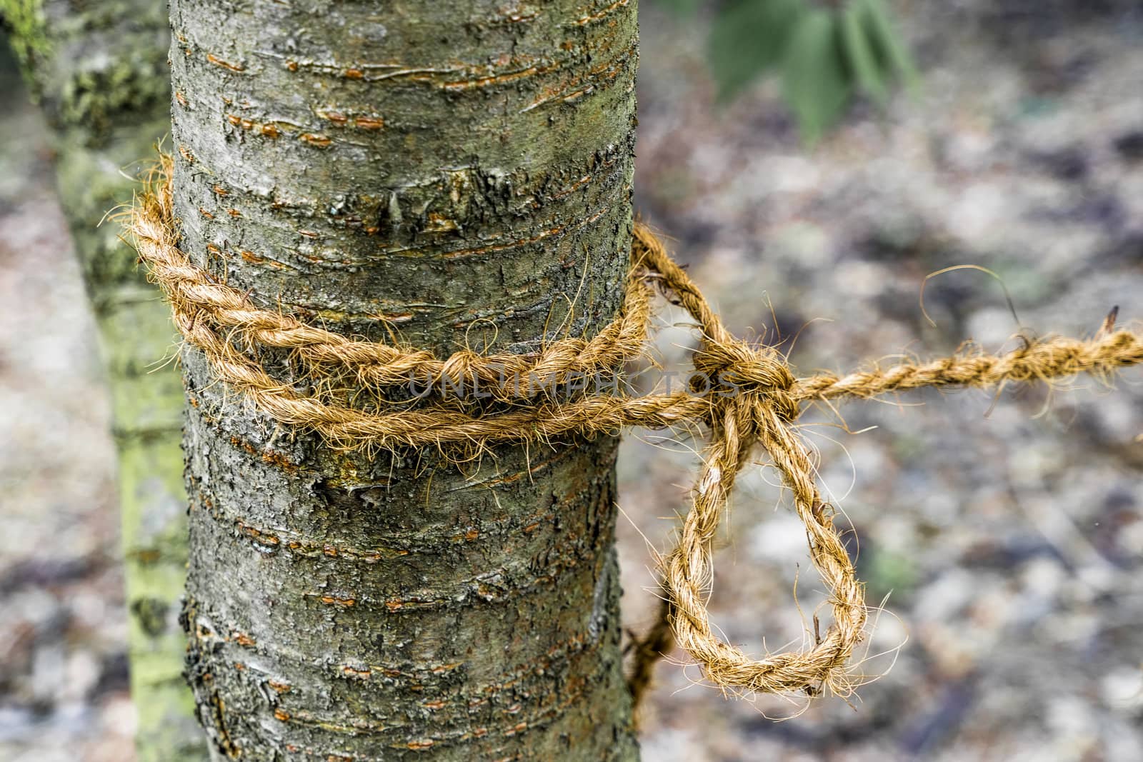 Young tree with a loop tied tightly to it by geogif