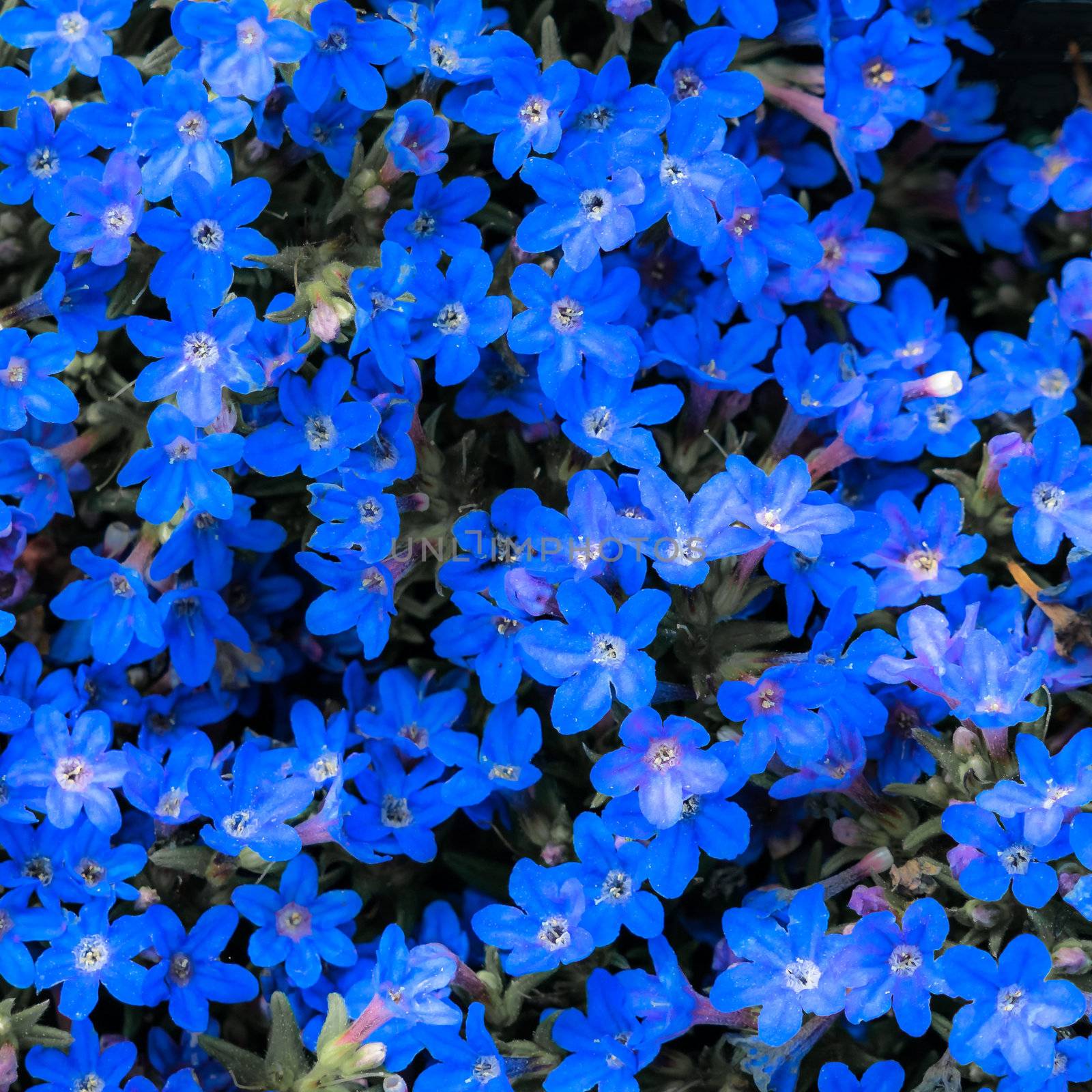 Small dark blue flowers that grow closely together and form a blue to violet background. by geogif