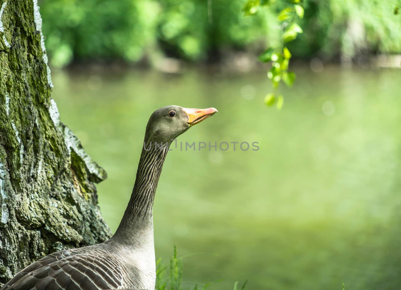 Profile of a wild goose in front of a small river with a lot of space on the right side by geogif