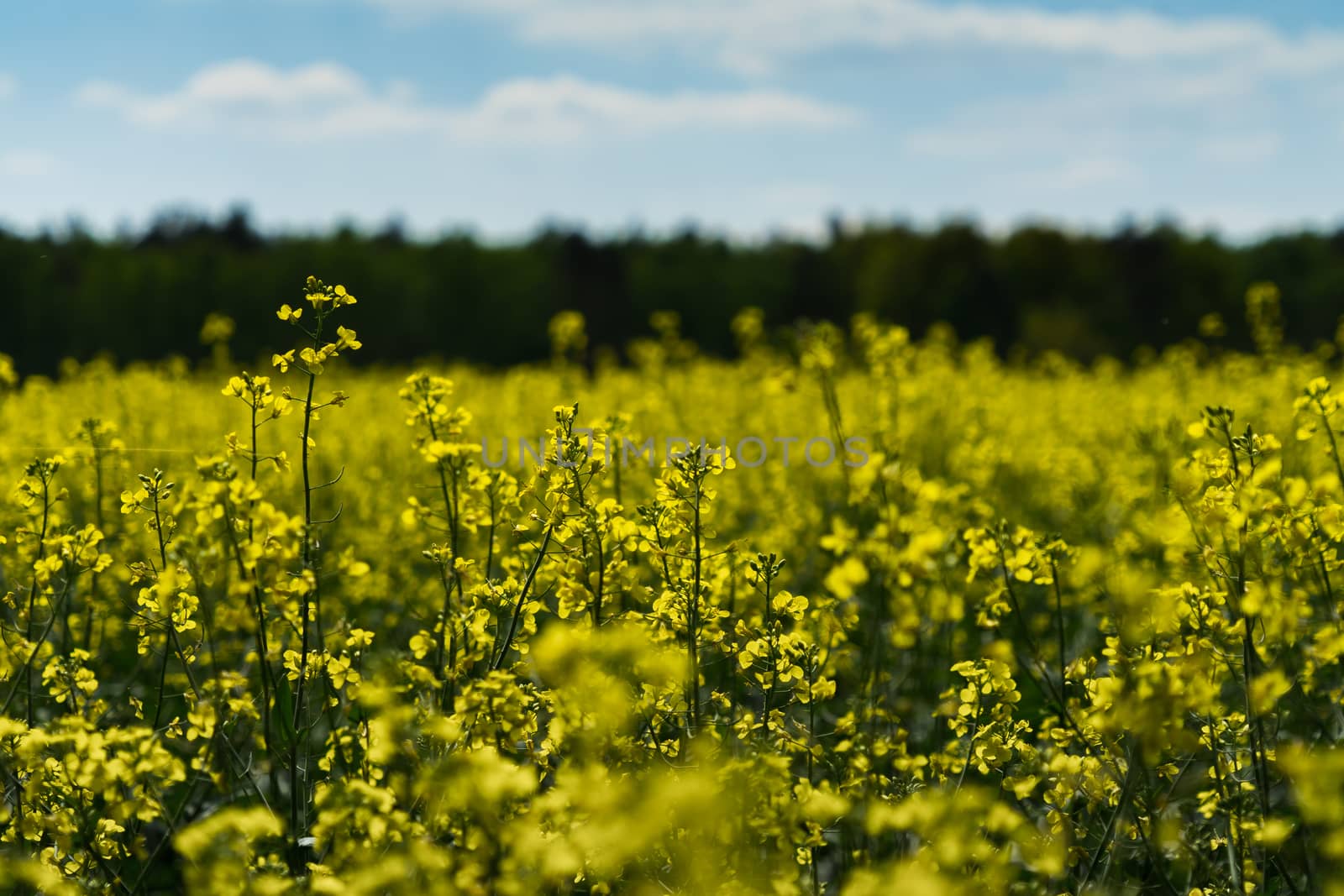 Yellow rape field with some flowers from the close perspective and the field and a strip of forest intended blurred in the background, germany