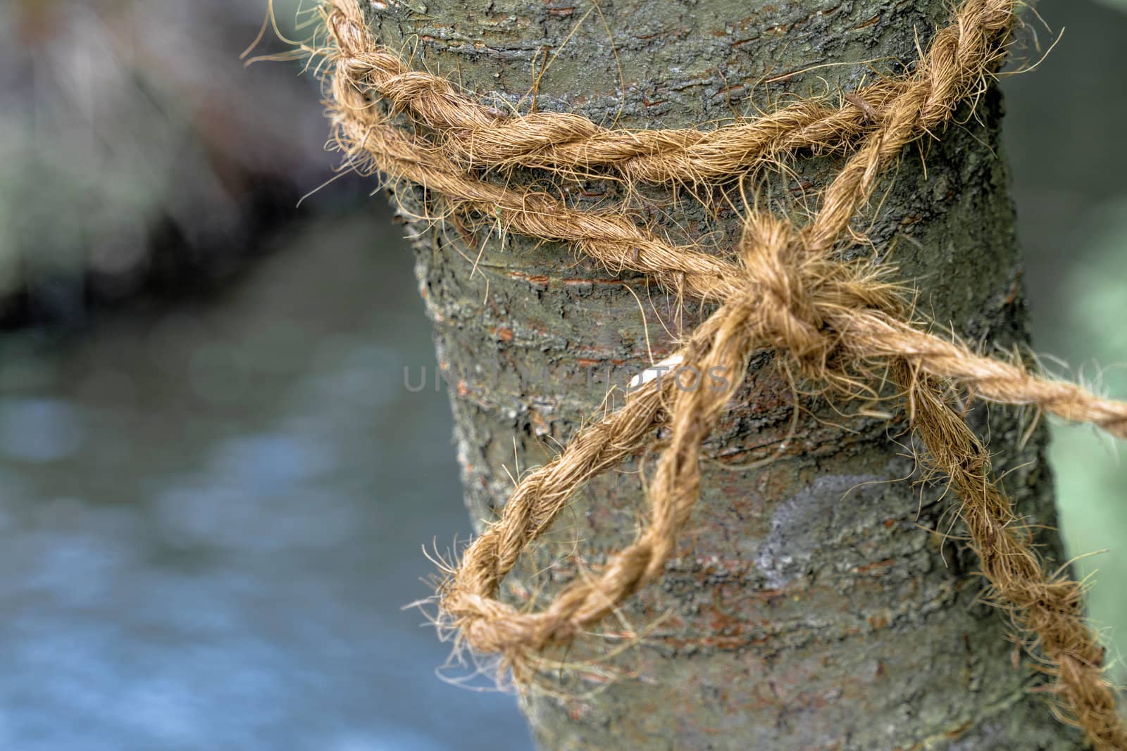 Young tree with a loop tied tightly to it by geogif