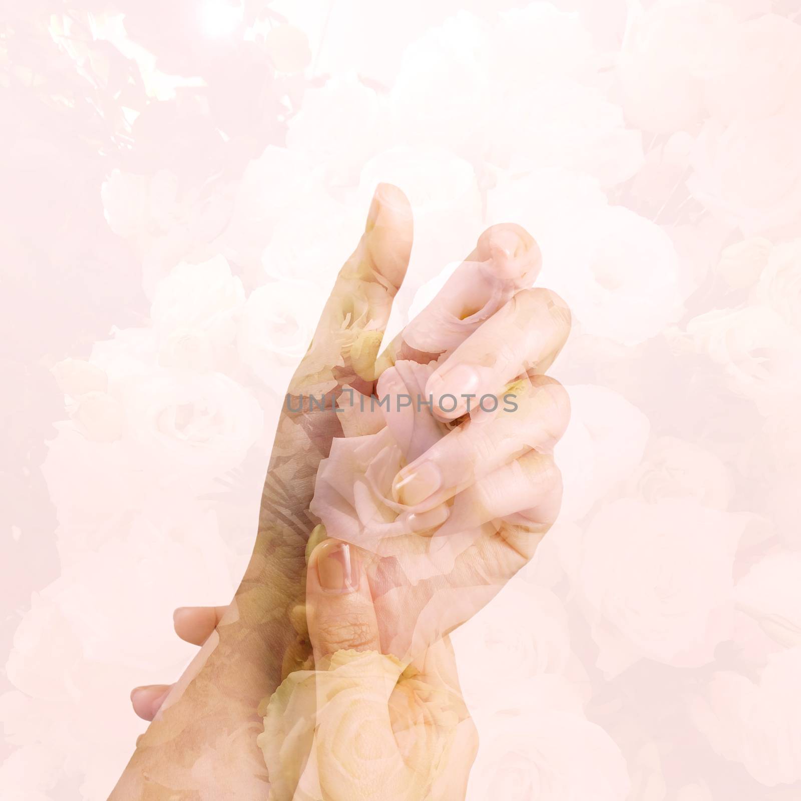 double exposure of pink and white rose with hands 