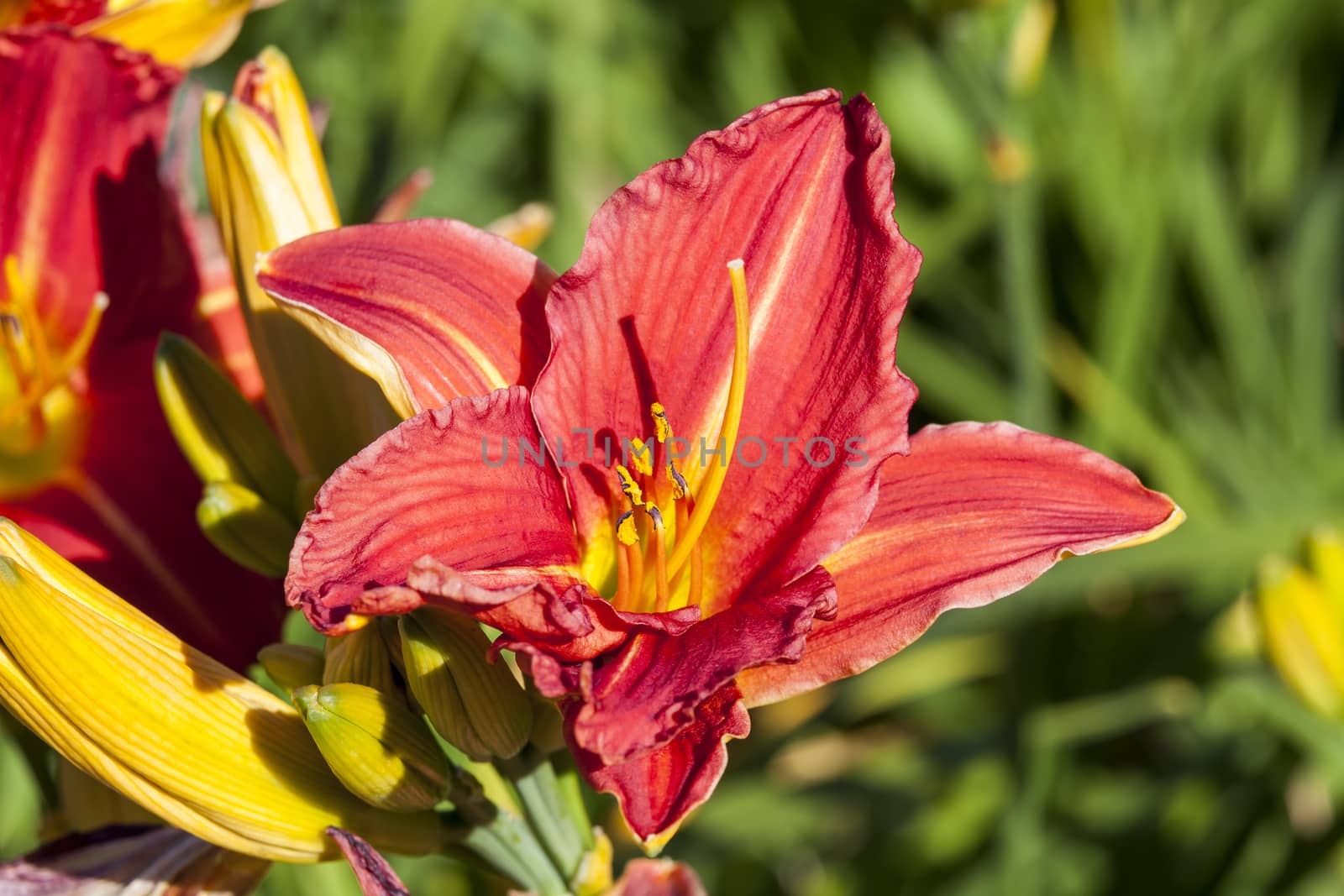 Hemerocallis 'Morocco Red'  by ant