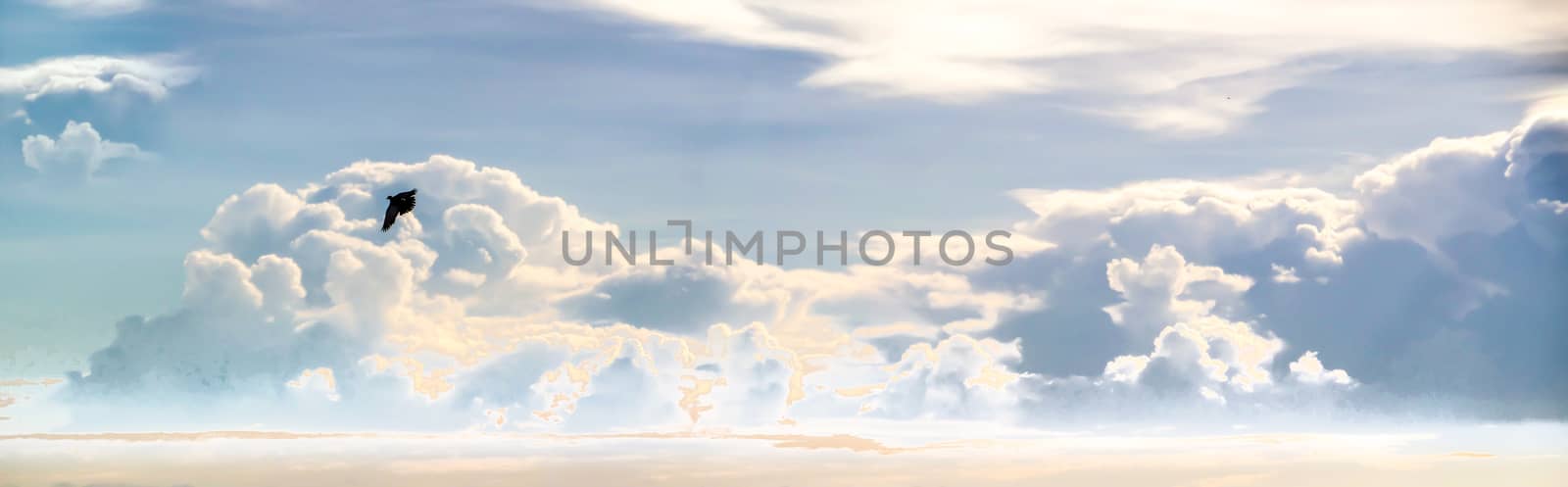 heap cloud sky panorama view and flying bird in summer