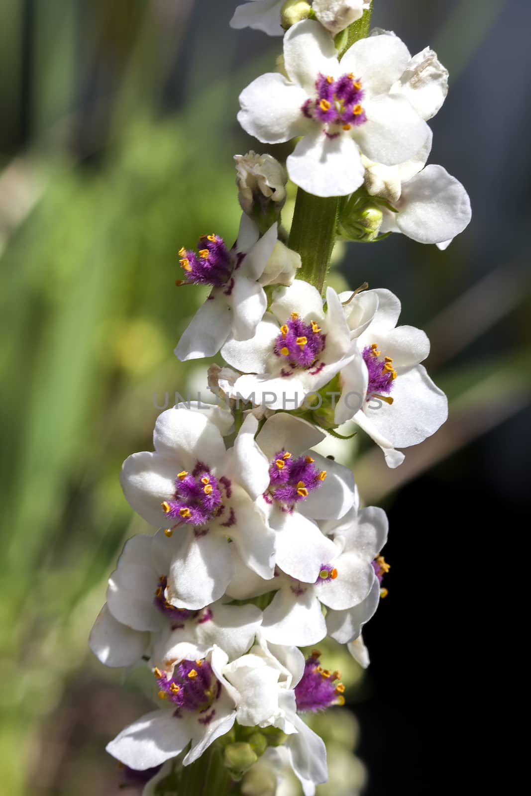 Verbascum chaixii 'Album'  by ant