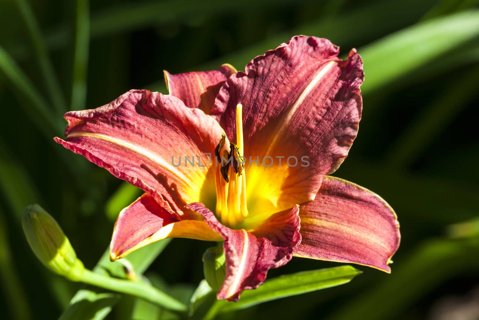 Hemerocallis 'Little Wine Cup'  by ant