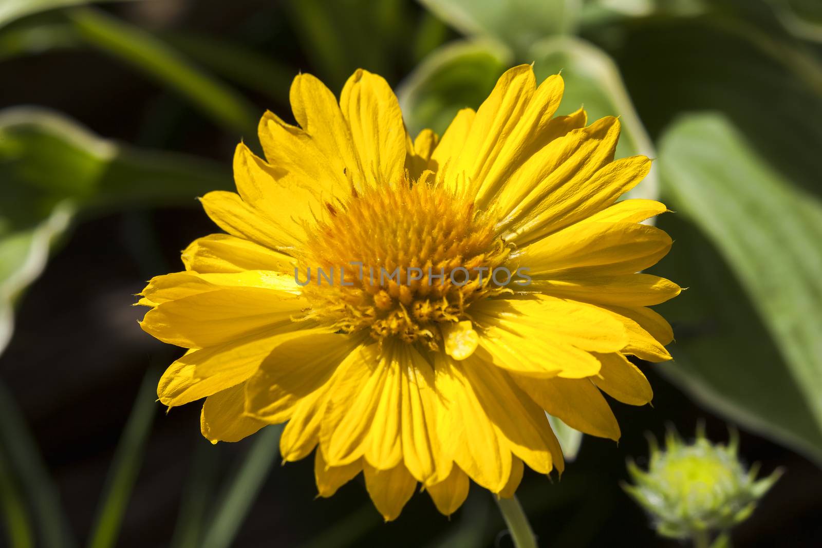 Gaillardia x grandiflora Mesa Peach  by ant