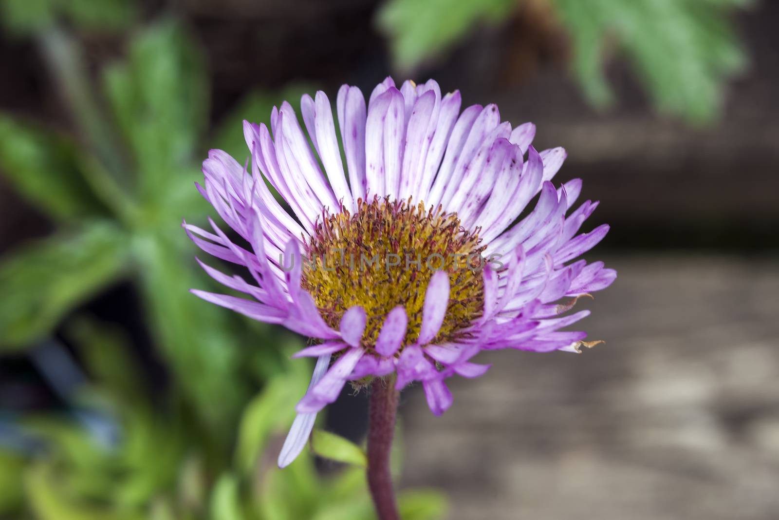 Erigeron 'Sea Breeze'  by ant