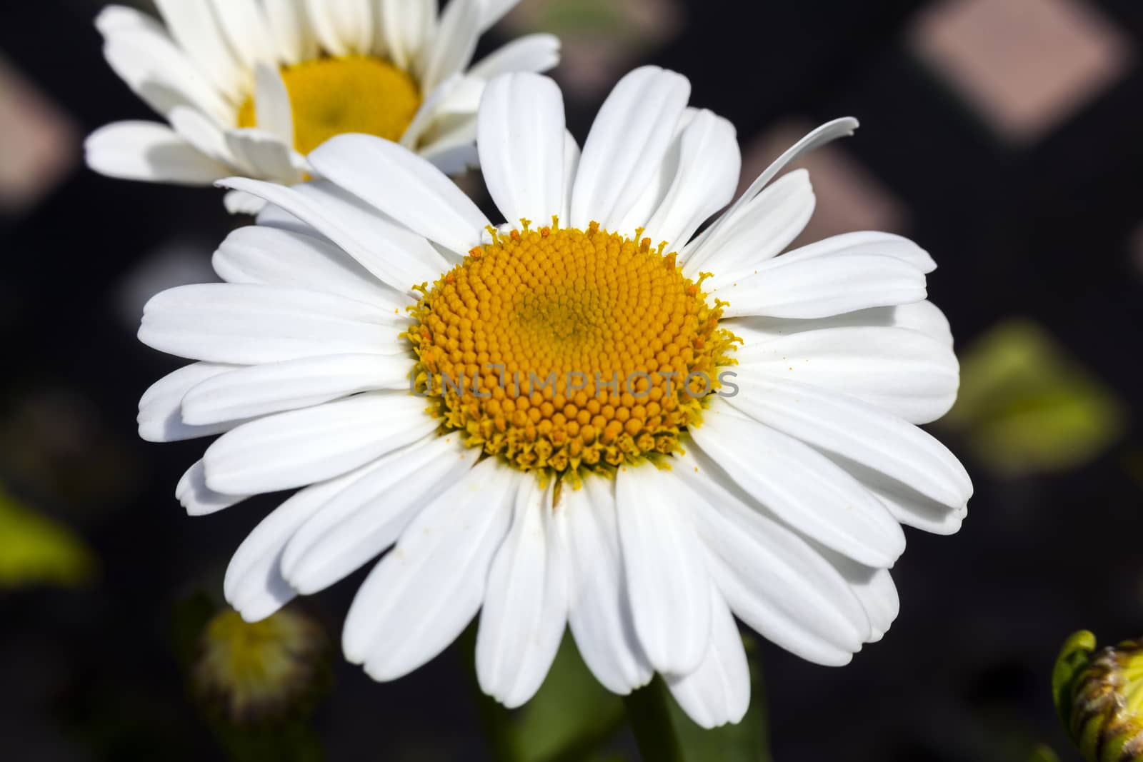 Leucanthemum 'Snow Lady' a spring summer flowering plant commonly known as Shasta daisy