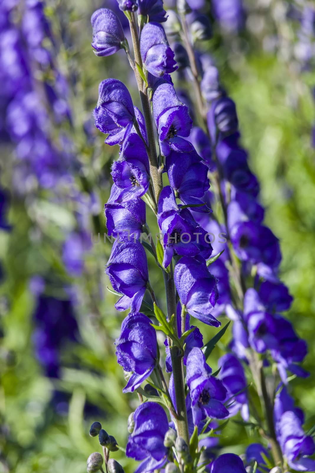 Aconitum 'Newry Blue' a blue herbaceous springtime summer flower poisonous plant commonly known as monkshood