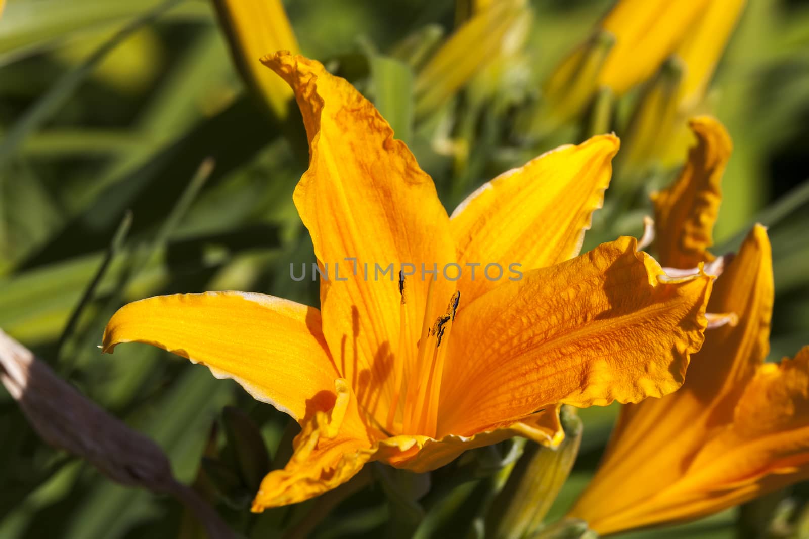 Hemerocallis 'Golden Prize' a spring flowering plant commonly known as daylily