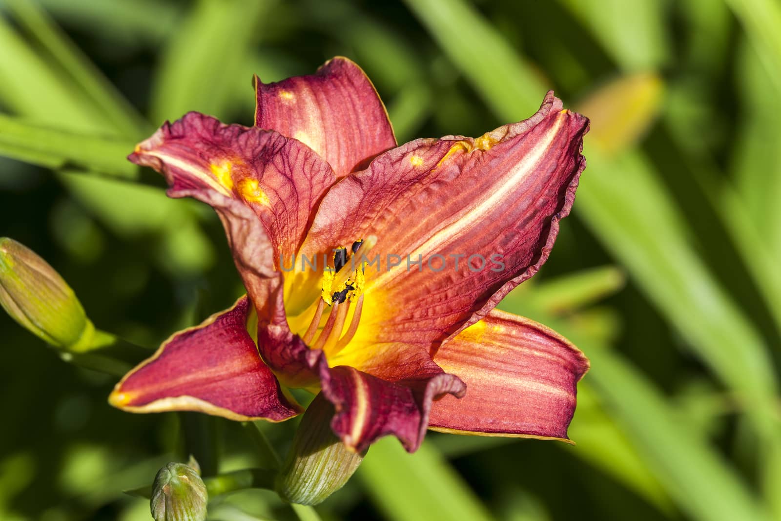 Hemerocallis 'Little Wine Cup' a spring flowering plant commonly known as daylily