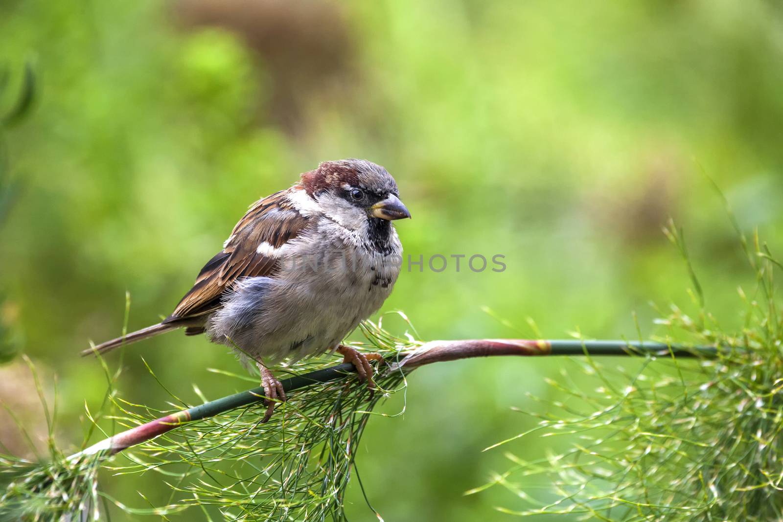 Sparrow bird perched on a shrub branch by ant