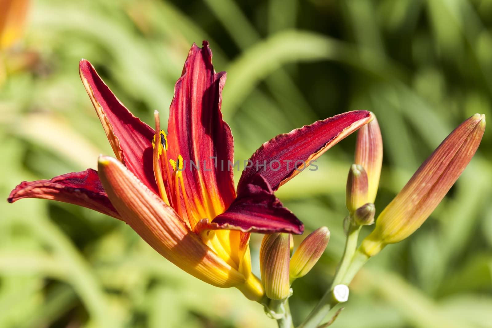 Hemerocallis 'Stafford' a spring flowering plant commonly known as daylily