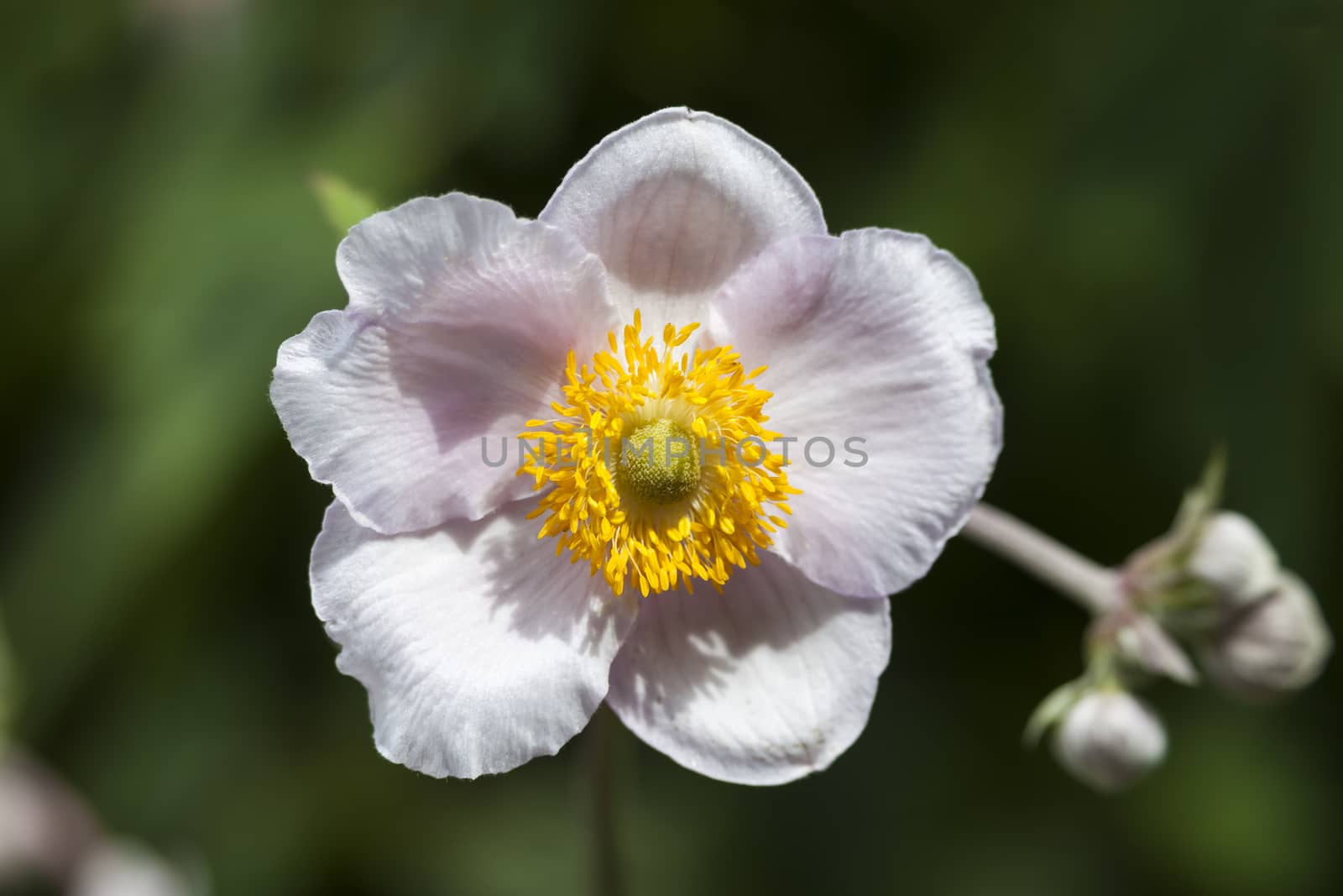 Japanese Anemone  by ant