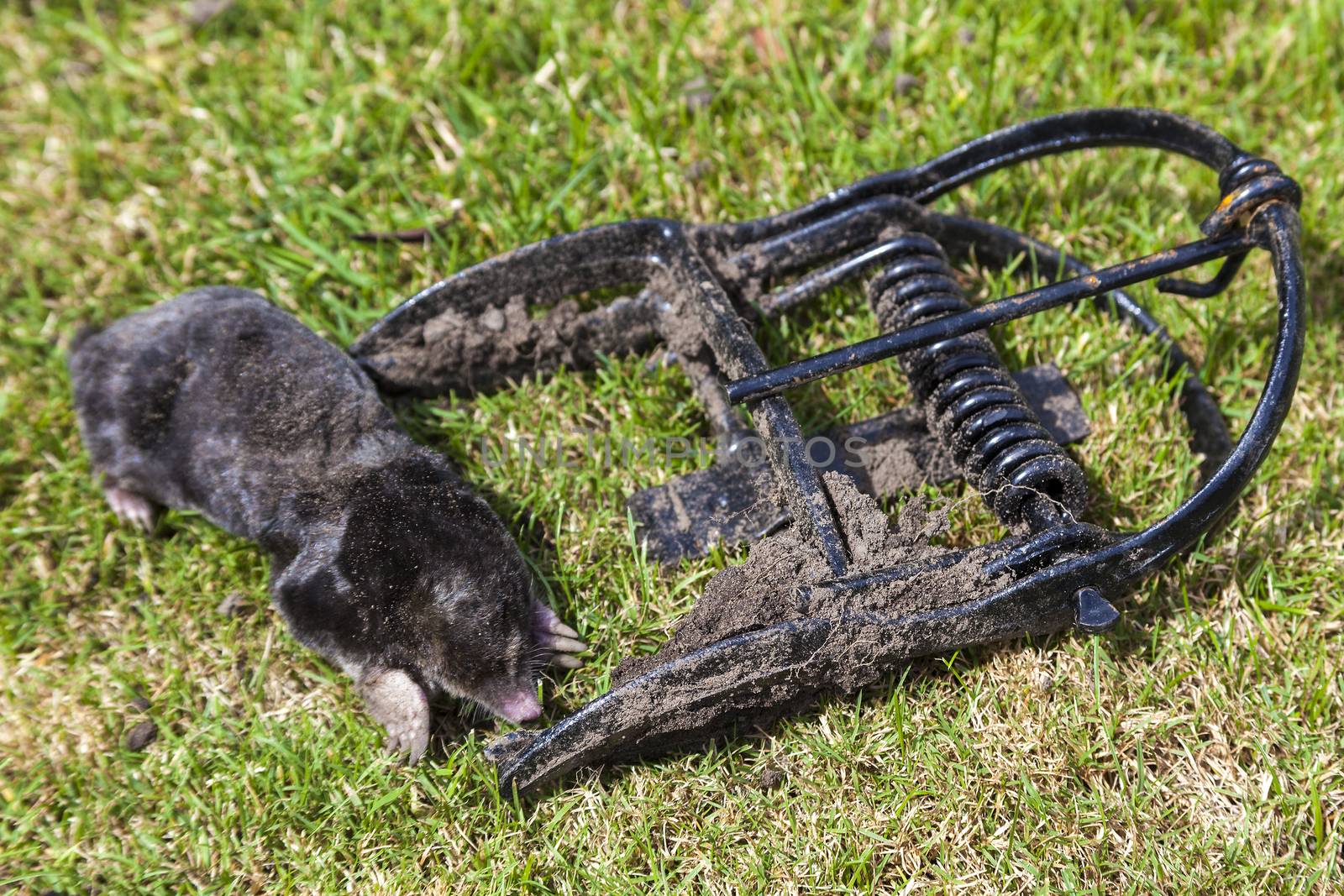 Dead mole having been caught in a metal scissor trap