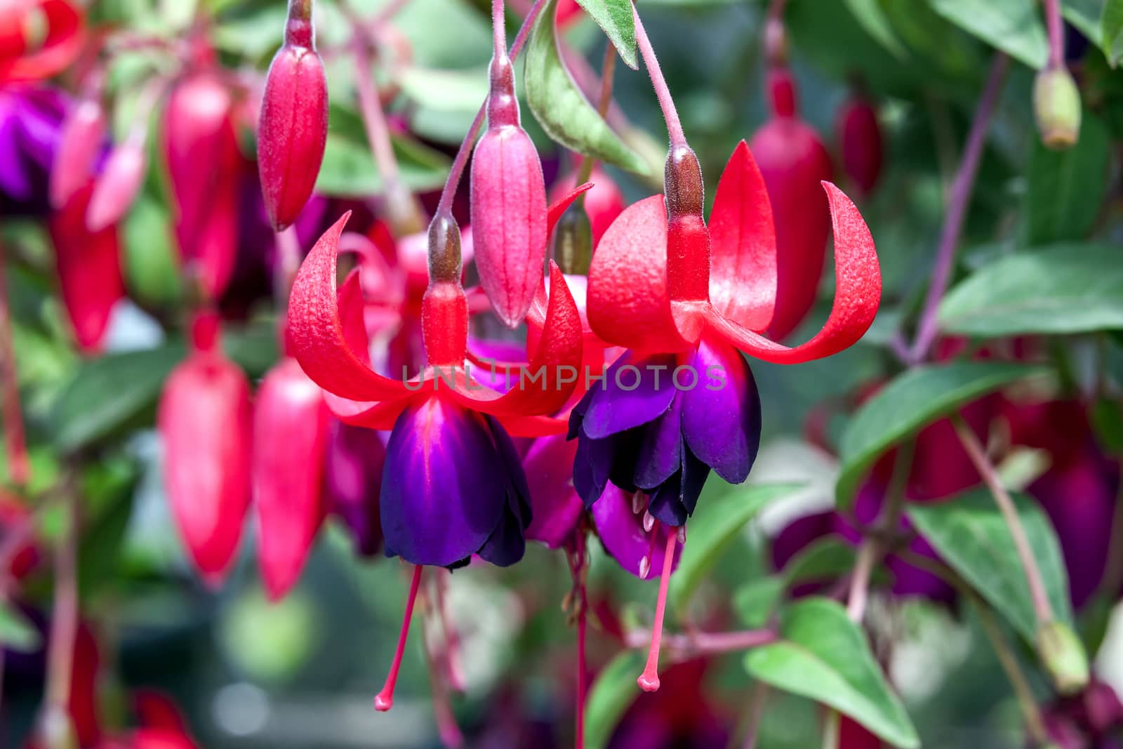 Fuchsia 'Charming' a spring summer flowering plant