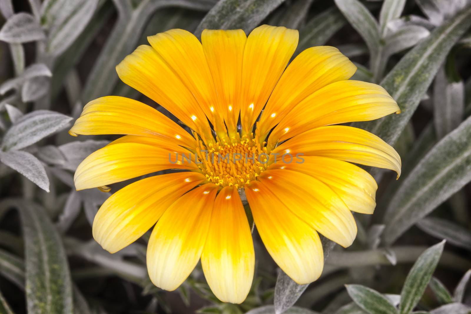 Gazania 'Talent Series' a spring summer flowering plant commonly known as treasure flower